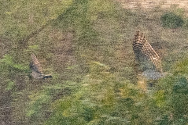 ハイタカ - ML647282774