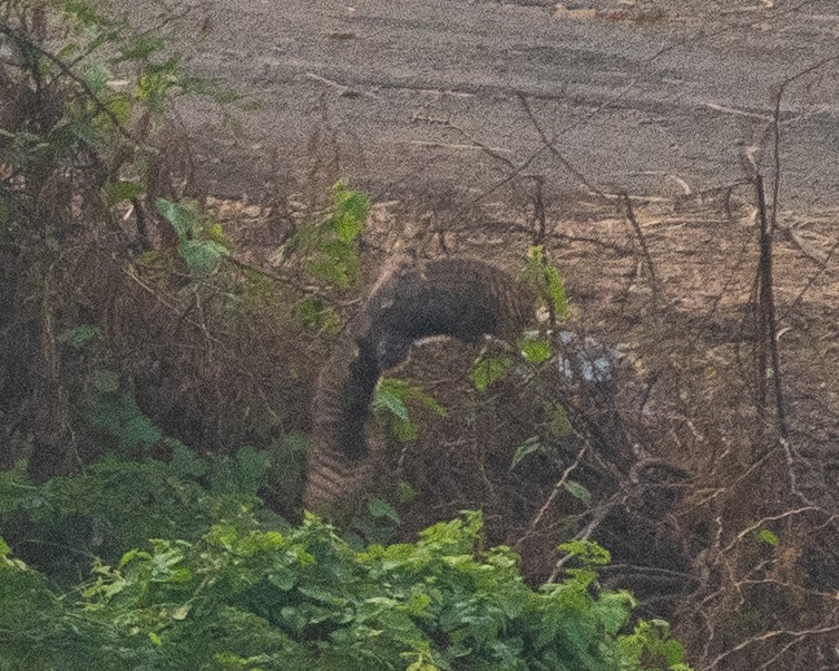 ハイタカ - ML647282775