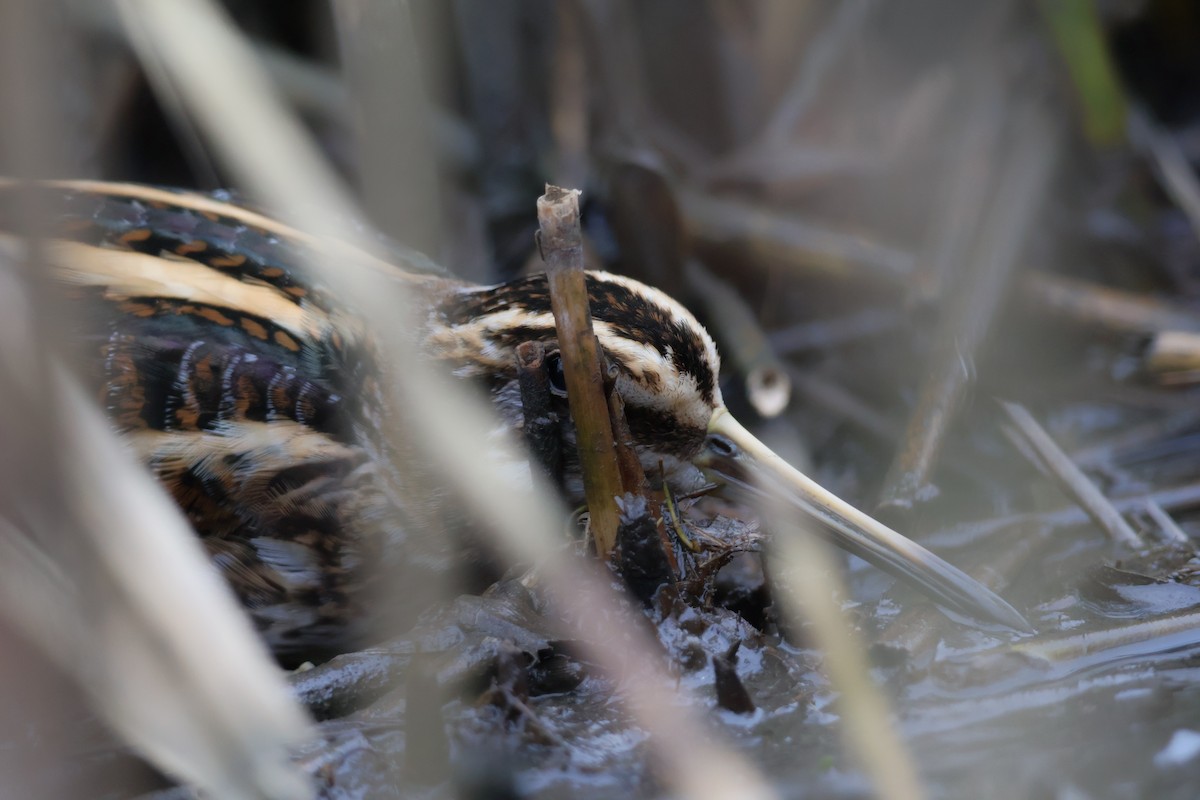 Jack Snipe - ML647282779