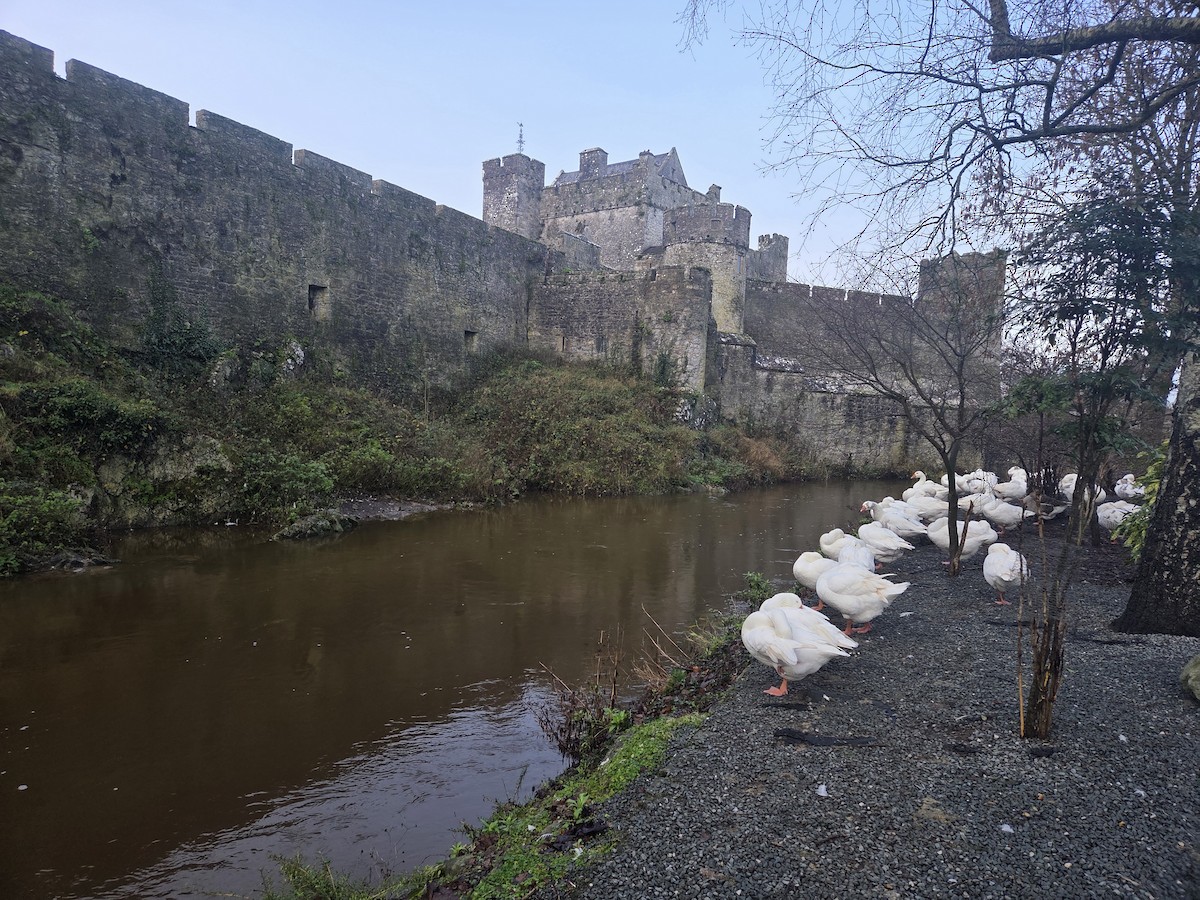 ハイイロガン - ML647282781