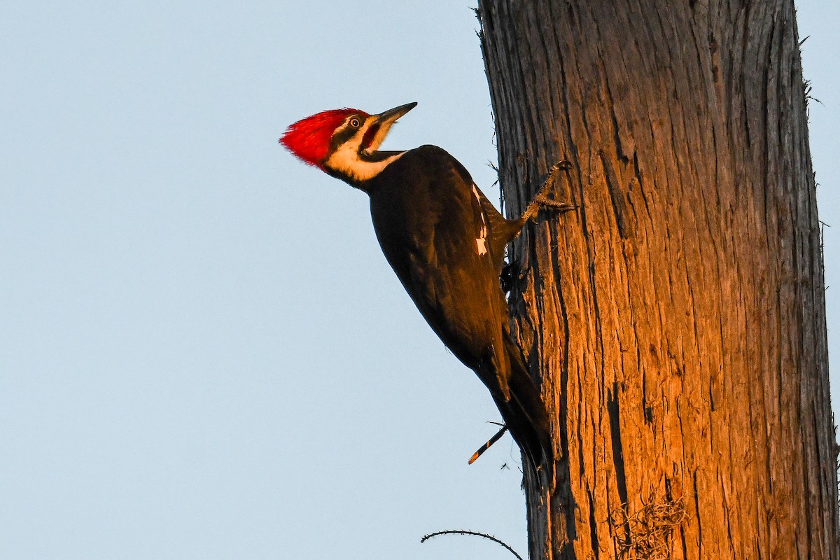エボシクマゲラ - ML647282785