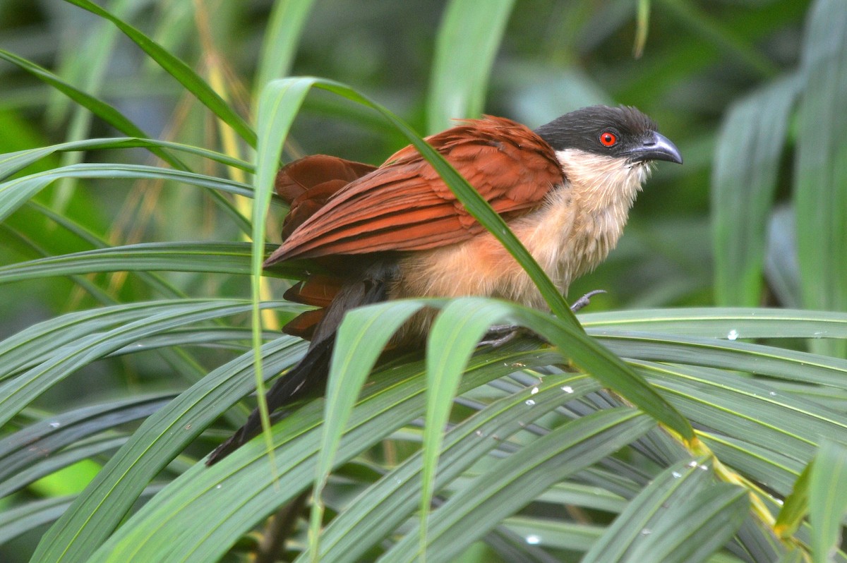Senegal Coucal - ML647282787