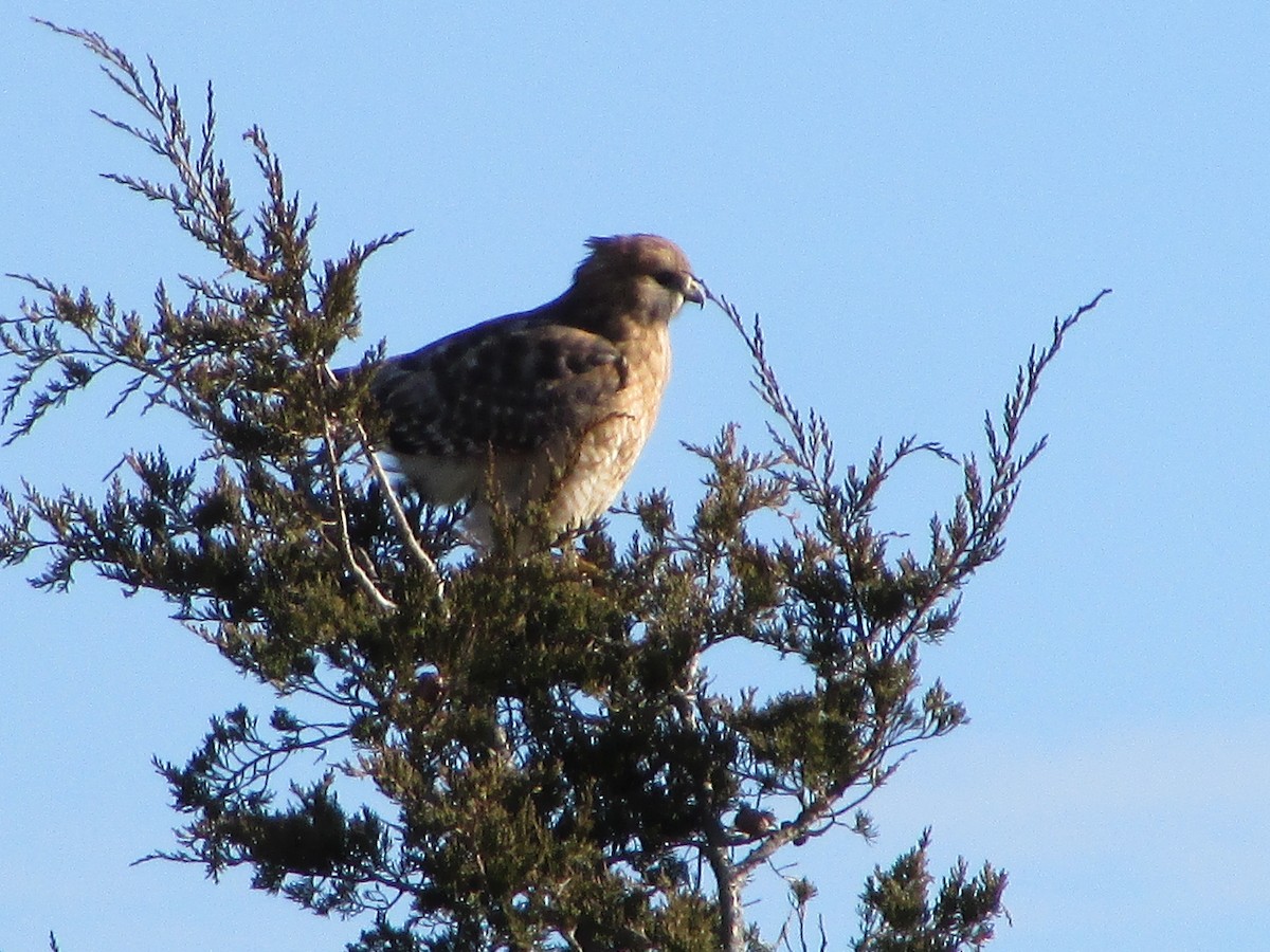 Red-shouldered Hawk - ML647282800