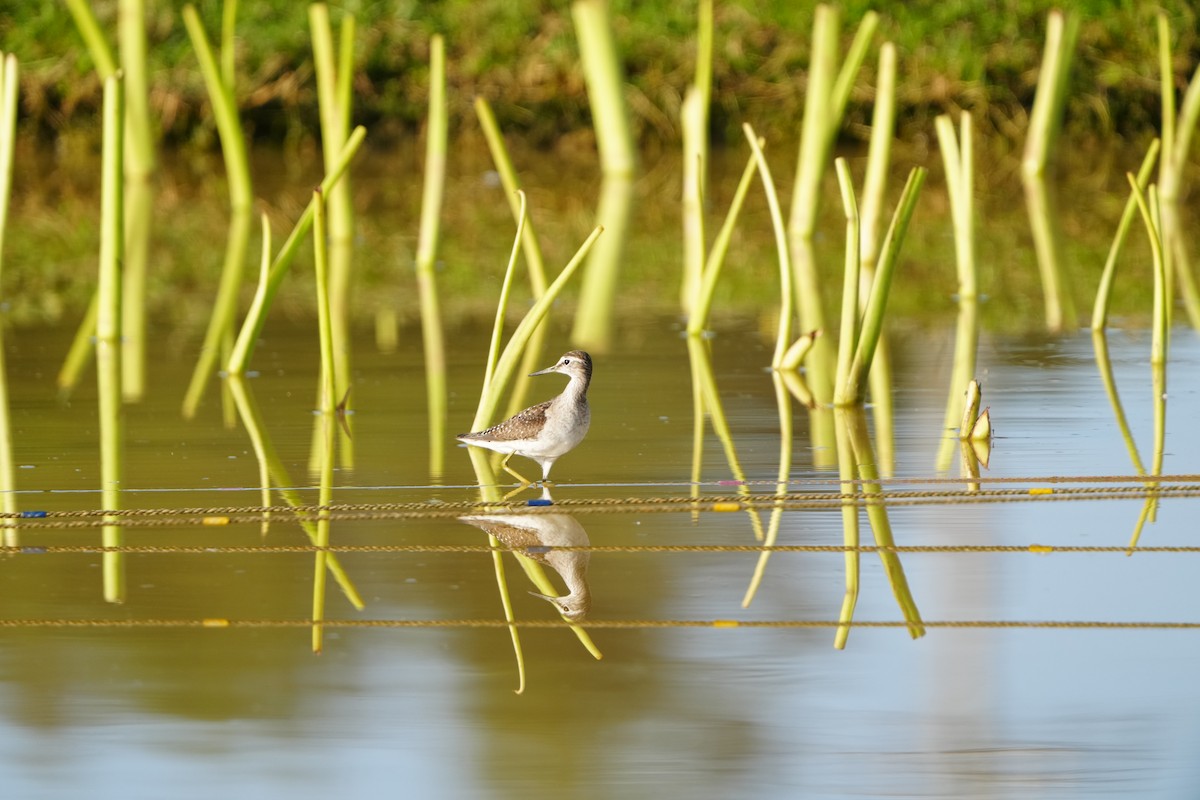 vodouš bahenní - ML647282805