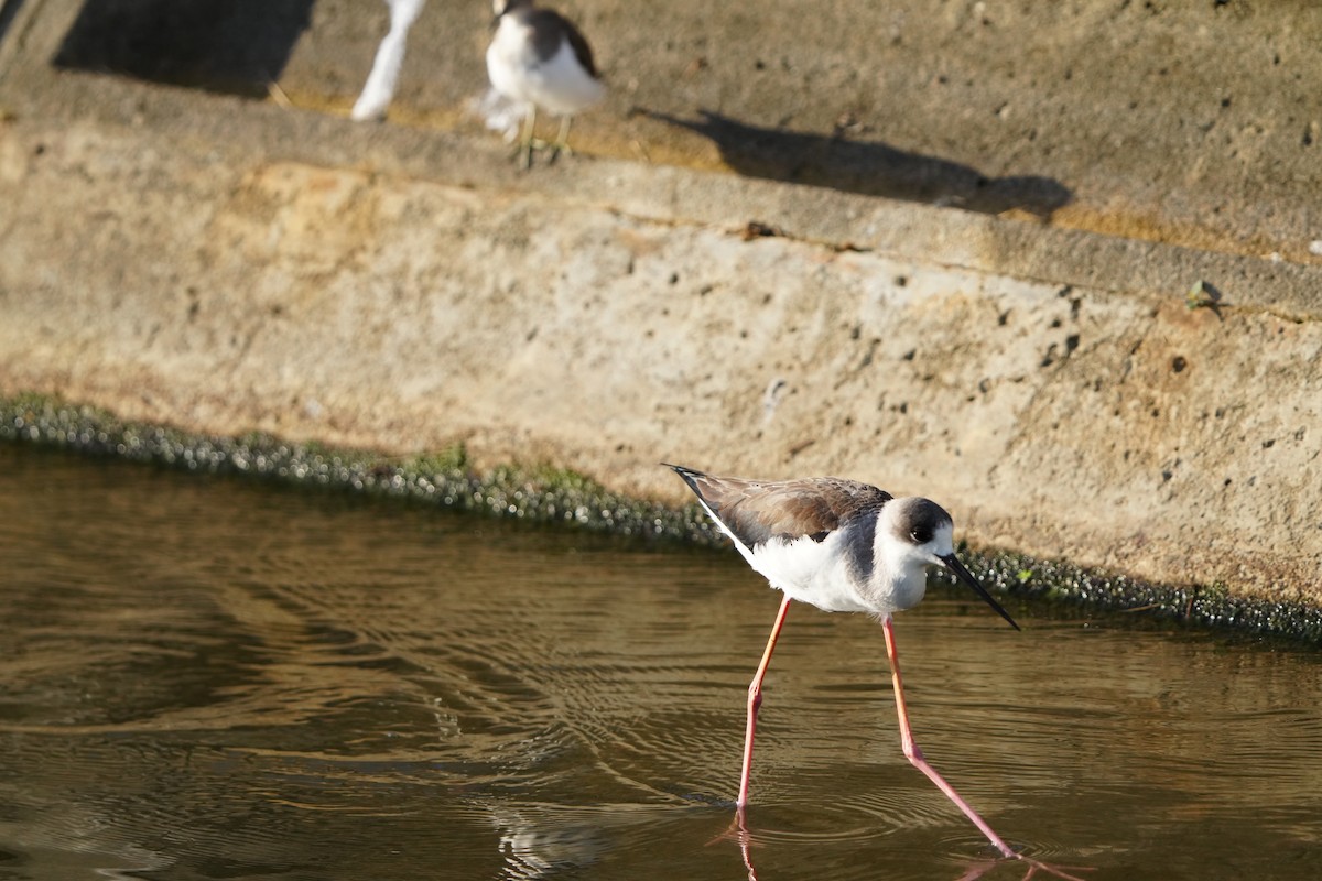 stylteløper - ML647282807