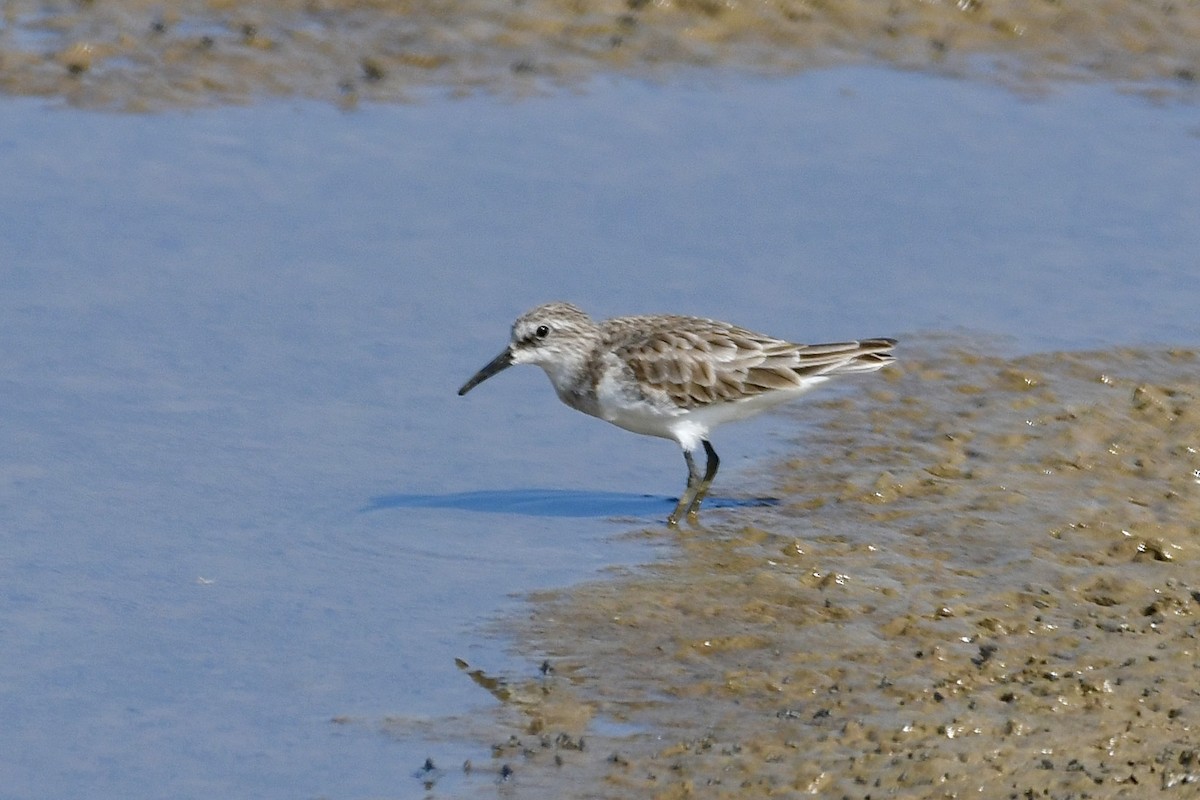 Кулик-воробей - ML647282809