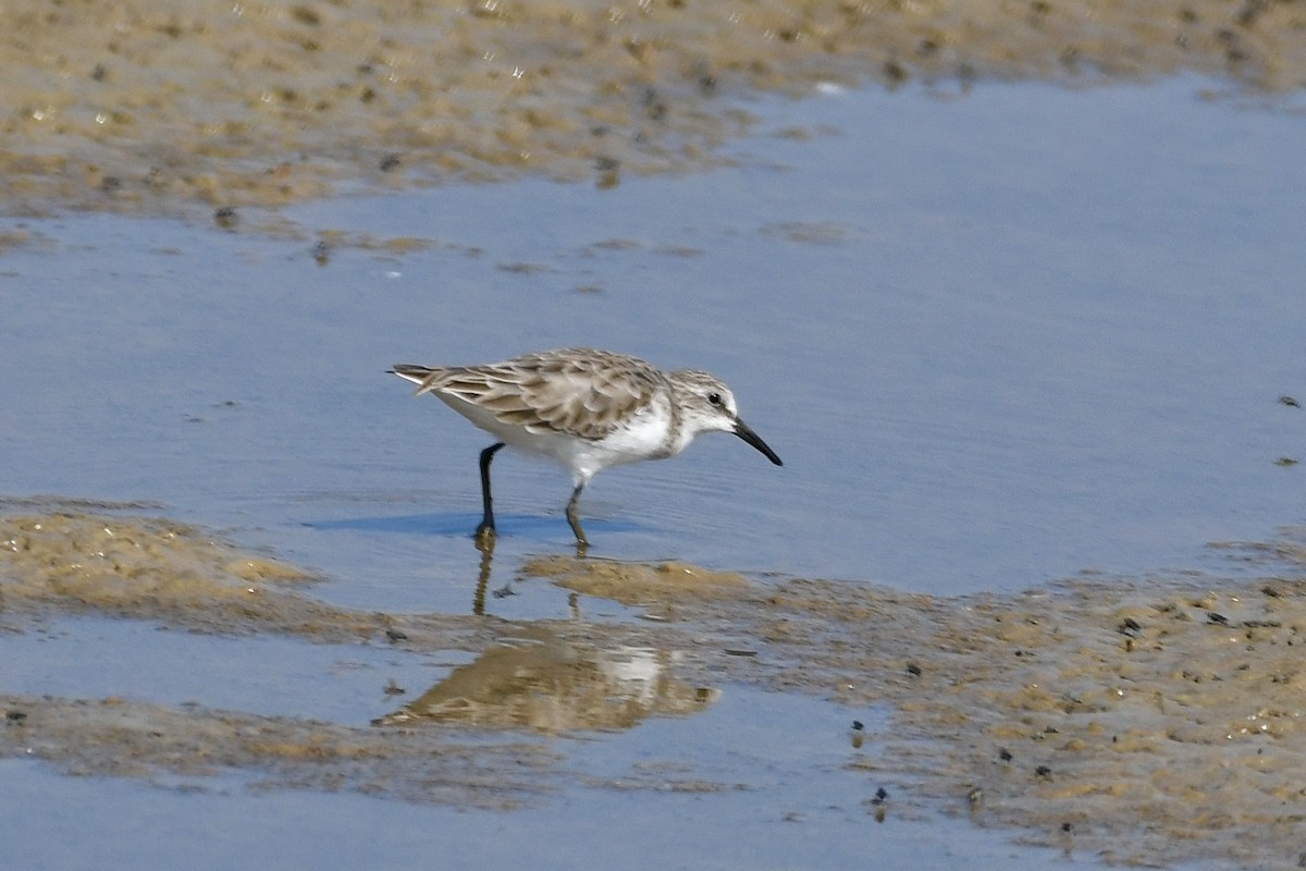 Кулик-воробей - ML647282810