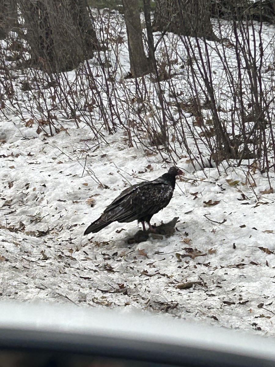 Катарта-индейка - ML647282811