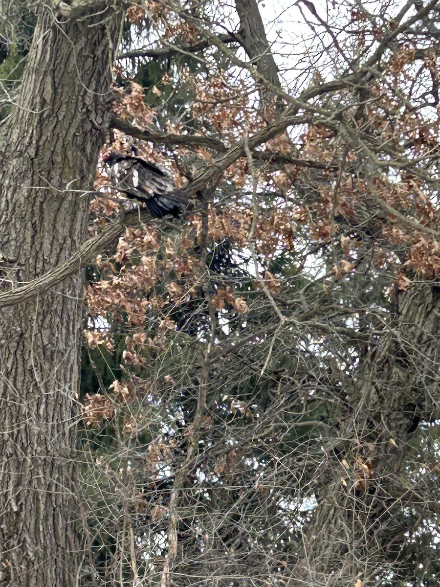 Катарта-индейка - ML647282812