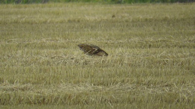 Tarabuso - ML647282813