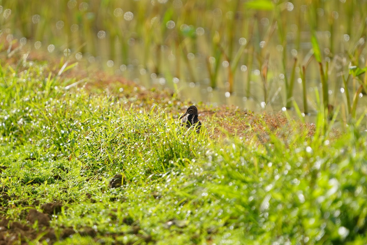 enkeltbekkasin - ML647282815