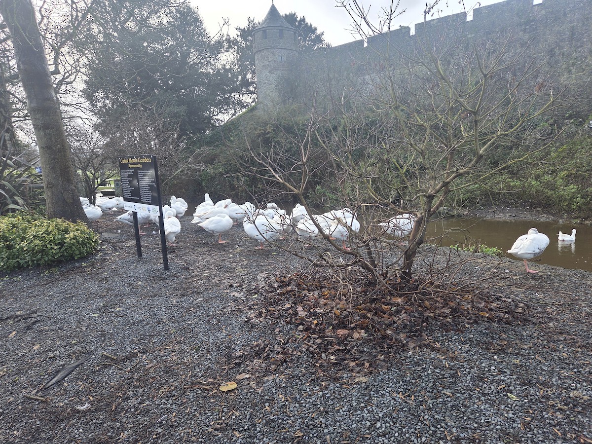 Graylag Goose - ML647282820