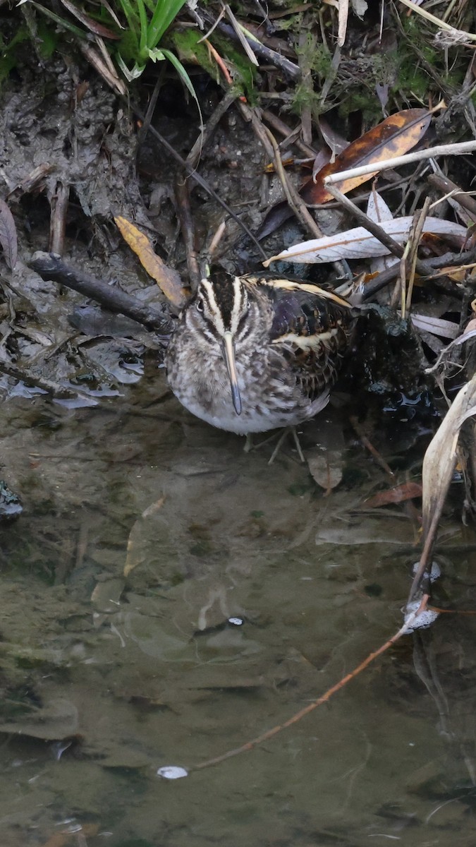 Jack Snipe - ML647282822