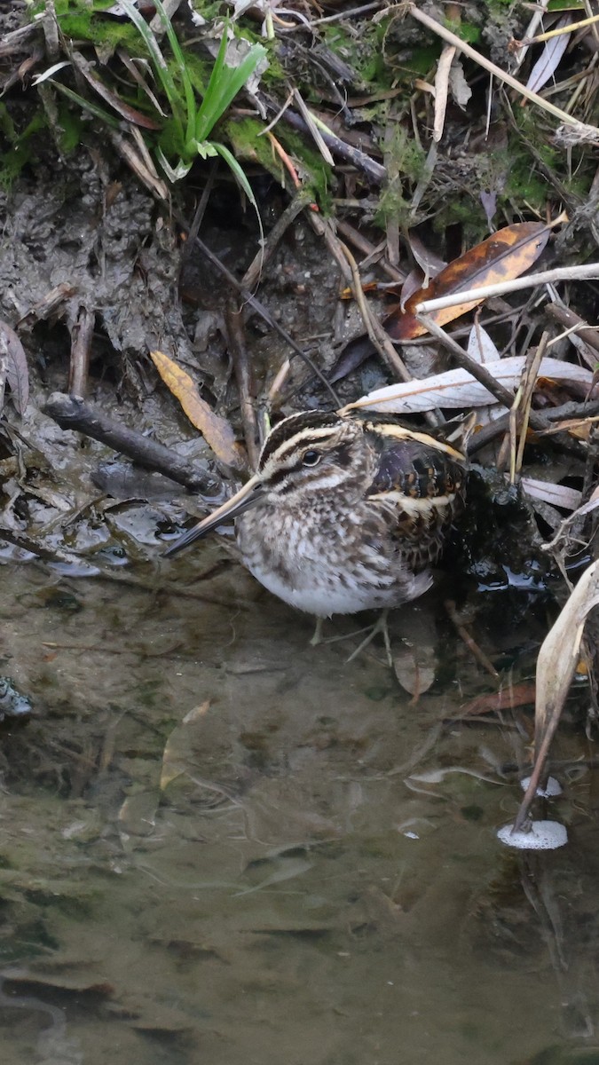 Jack Snipe - ML647282823