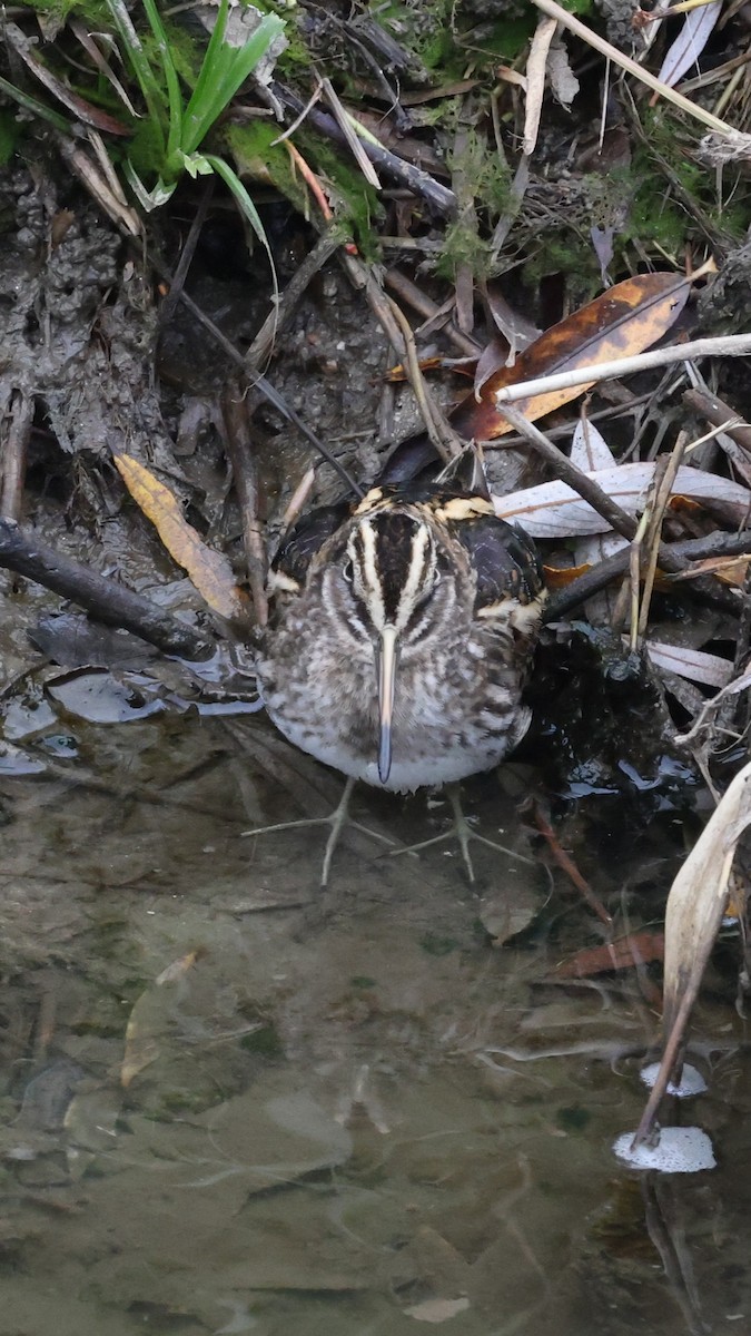 Jack Snipe - ML647282824