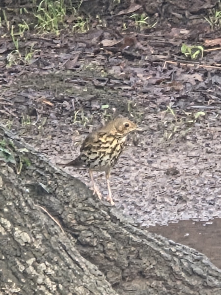 Song Thrush - ML647282825