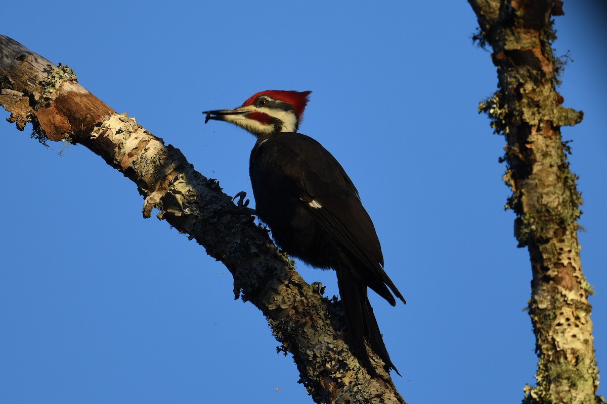 エボシクマゲラ - ML647282831
