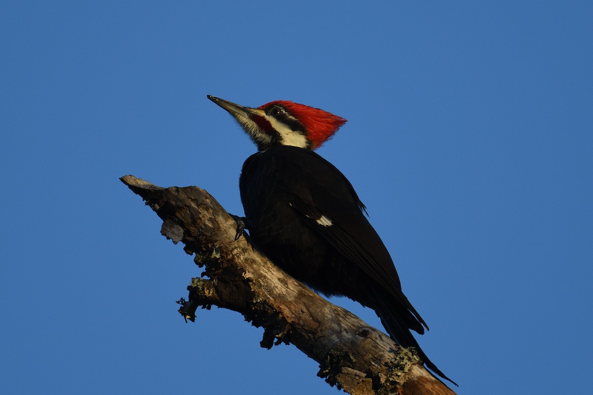 エボシクマゲラ - ML647282833