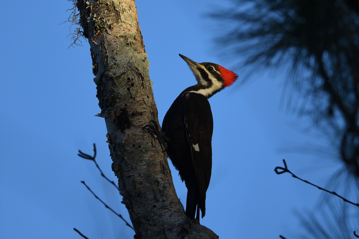 エボシクマゲラ - ML647282834