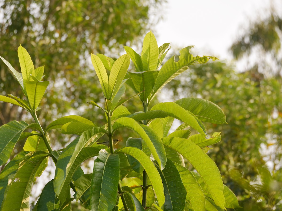 budníček žlutavý - ML647282843