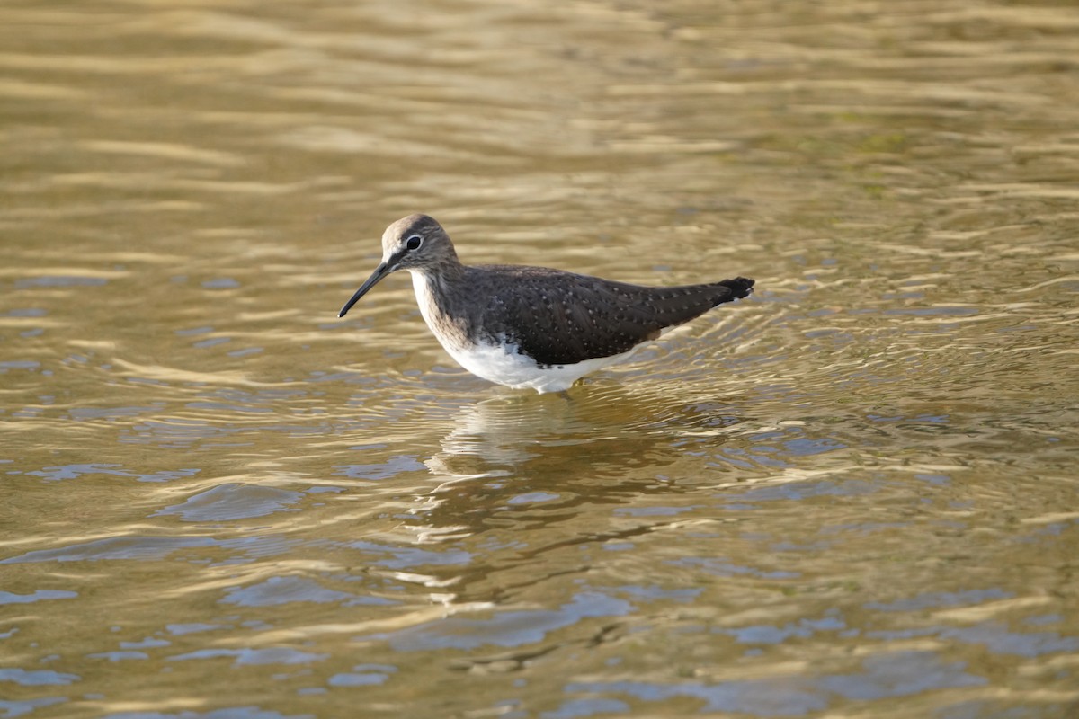 skogsnipe - ML647282844