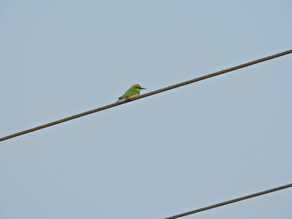 Abejaruco Esmeralda Oriental - ML647282846