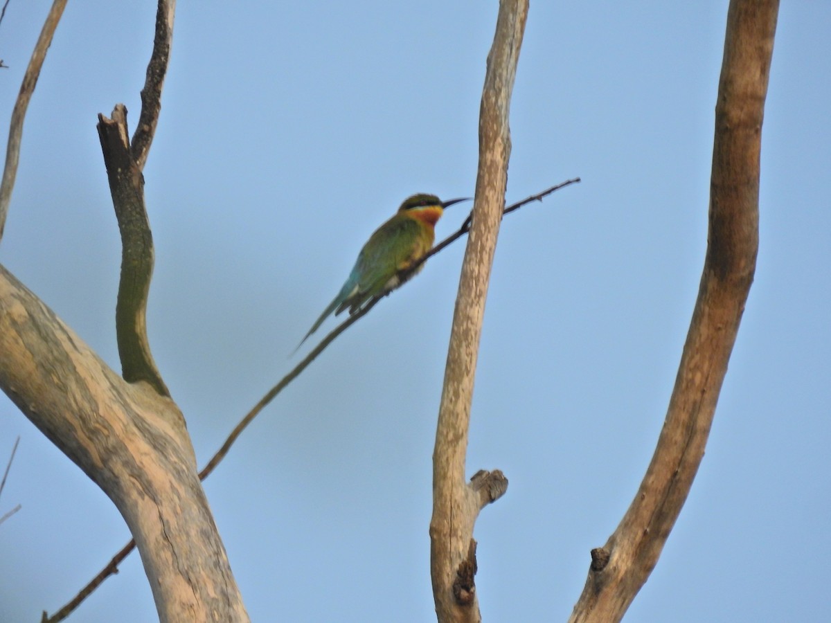 Abejaruco Coliazul - ML647282848