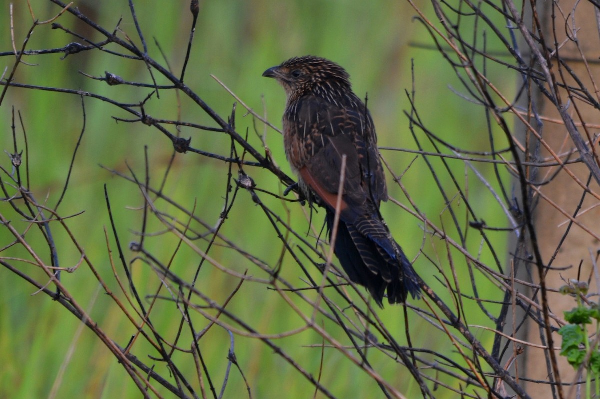 Black Coucal - ML647282850