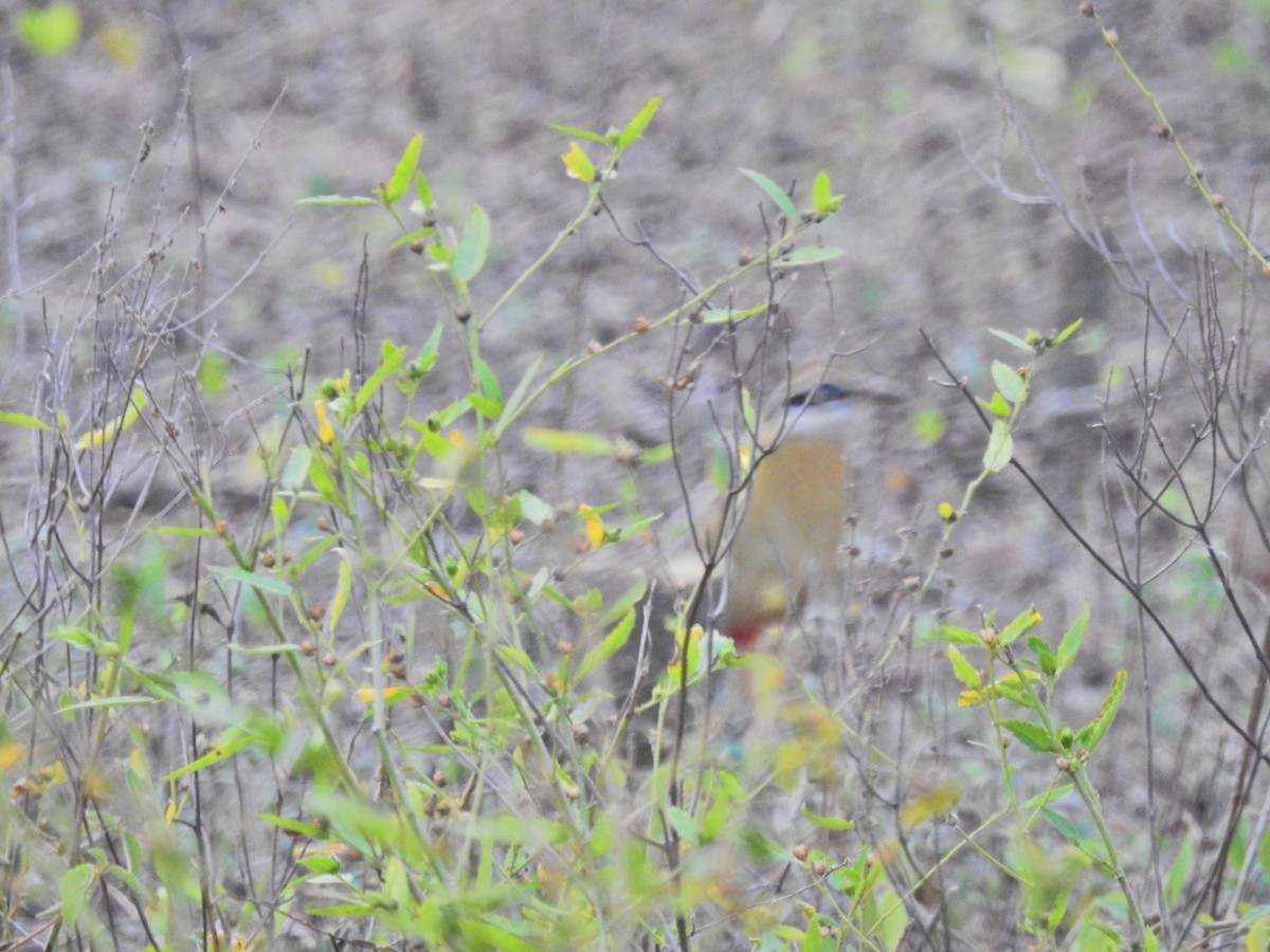 Pita India - ML647282858