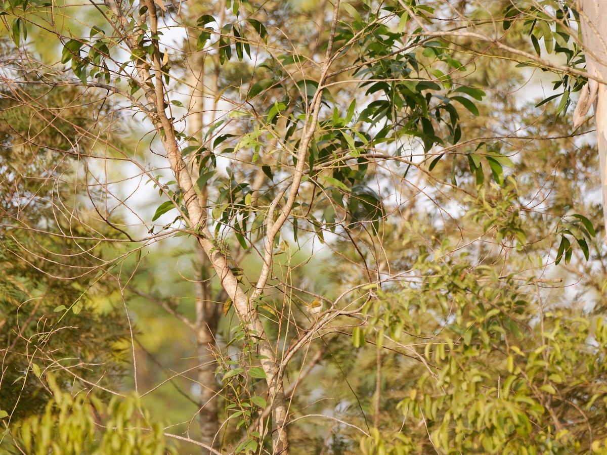 Terzikuşu - ML647282859