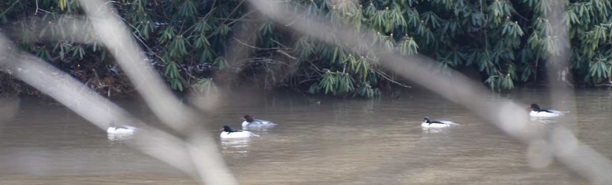 Большой крохаль (americanus) - ML647282865