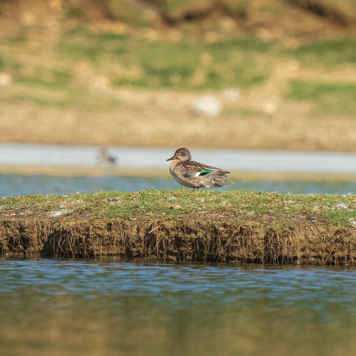 Ногоохон нугас - ML647282866