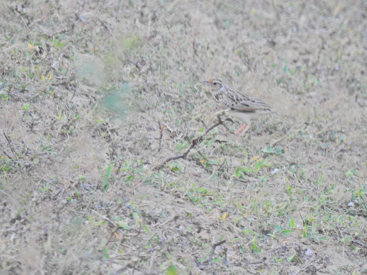 Alondra de Jerdon - ML647282873