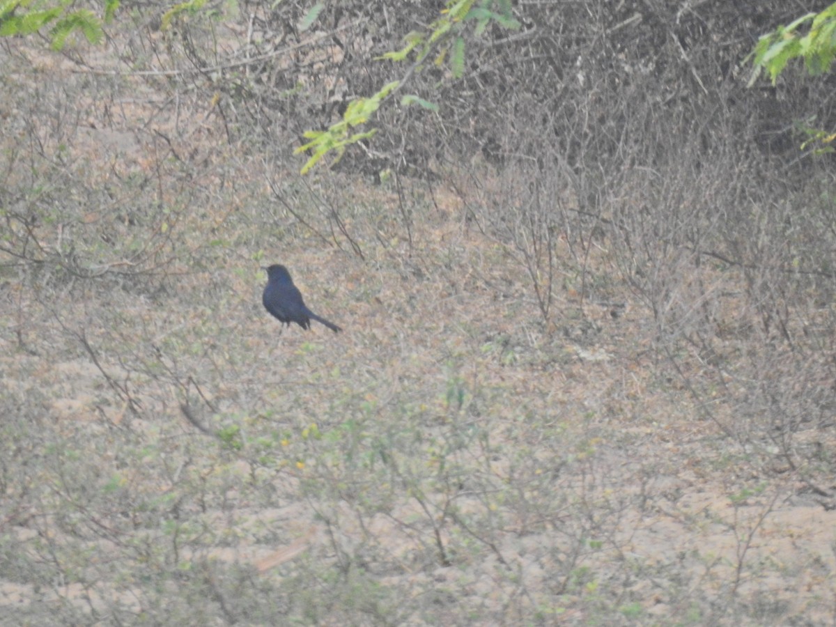 Tarabilla Terrestre - ML647282885