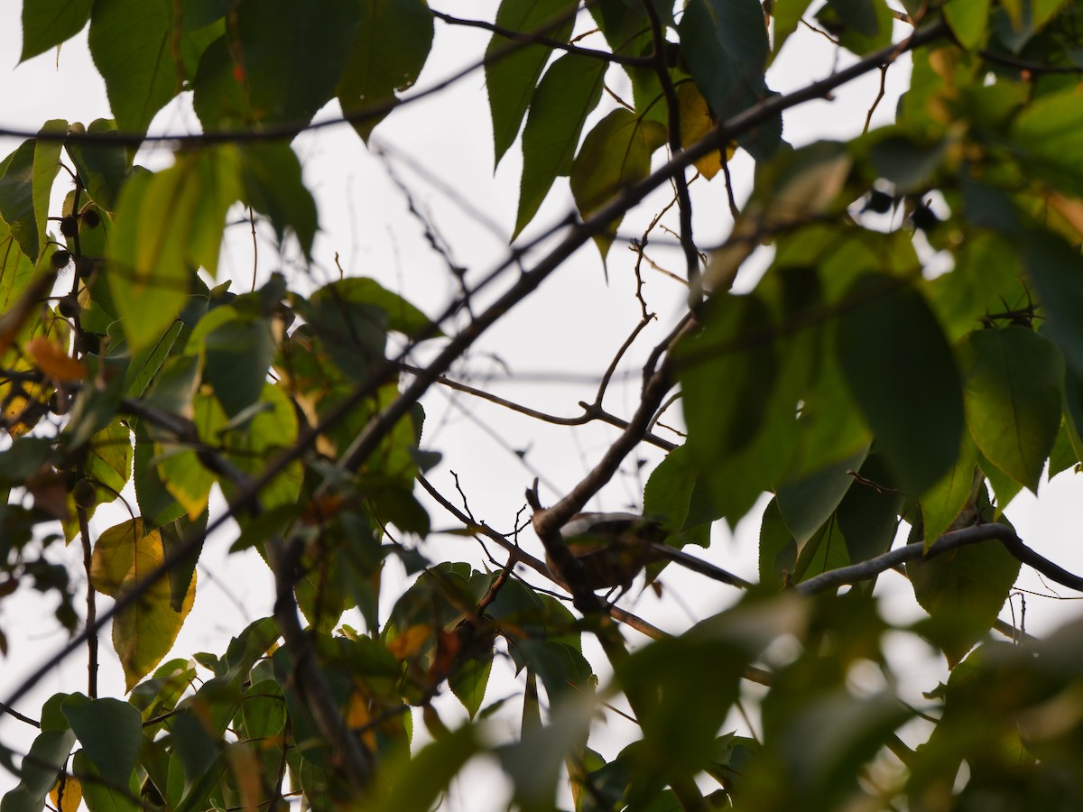 Rufous Treepie - ML647282888