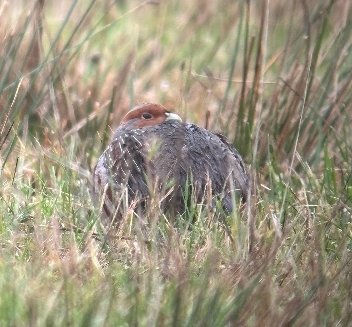 Gray Partridge - ML647282891