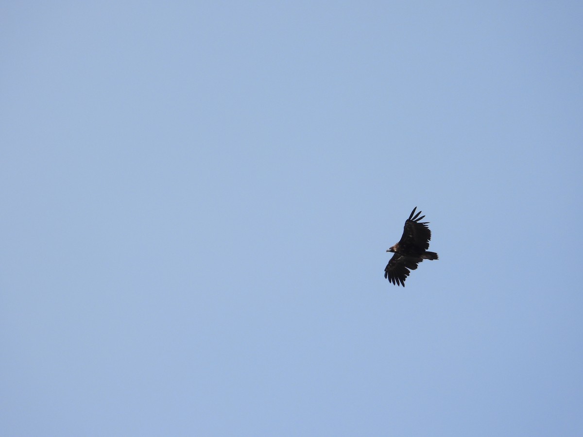 Sai beltza - ML647282892