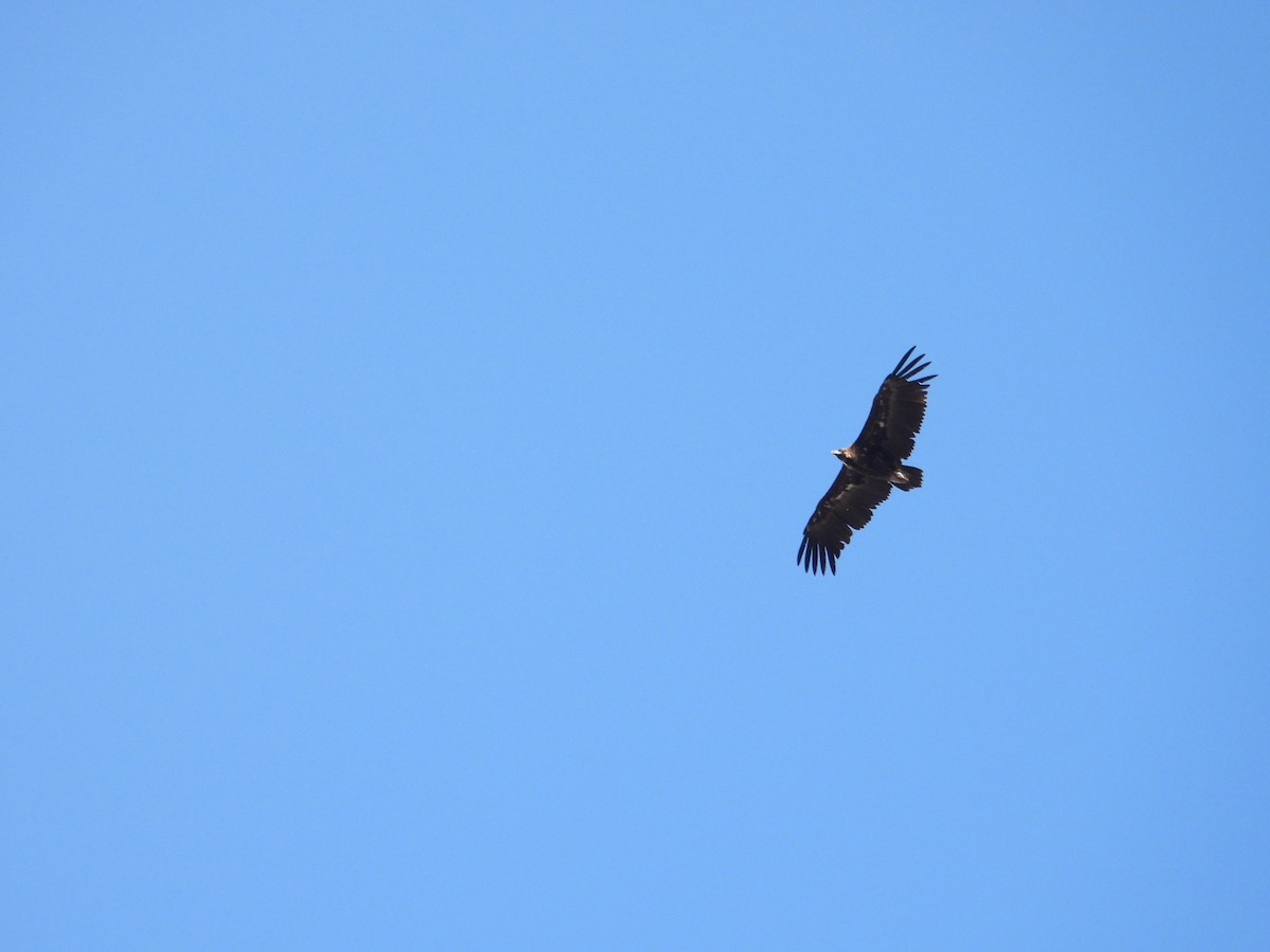 Sai beltza - ML647282894