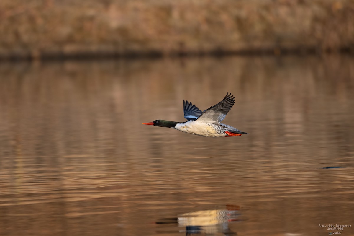 Scaly-sided Merganser - ML647282906