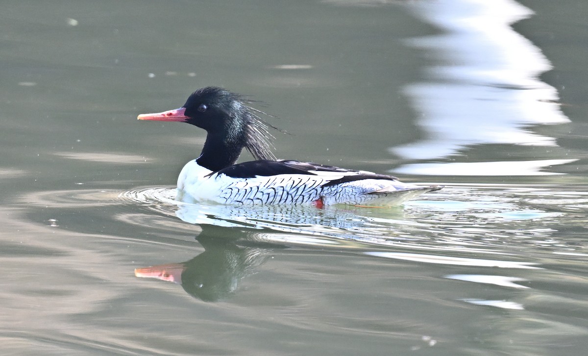 Scaly-sided Merganser - ML647282907