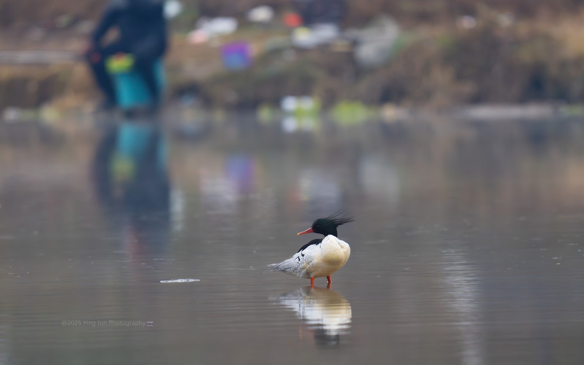 Scaly-sided Merganser - ML647282908