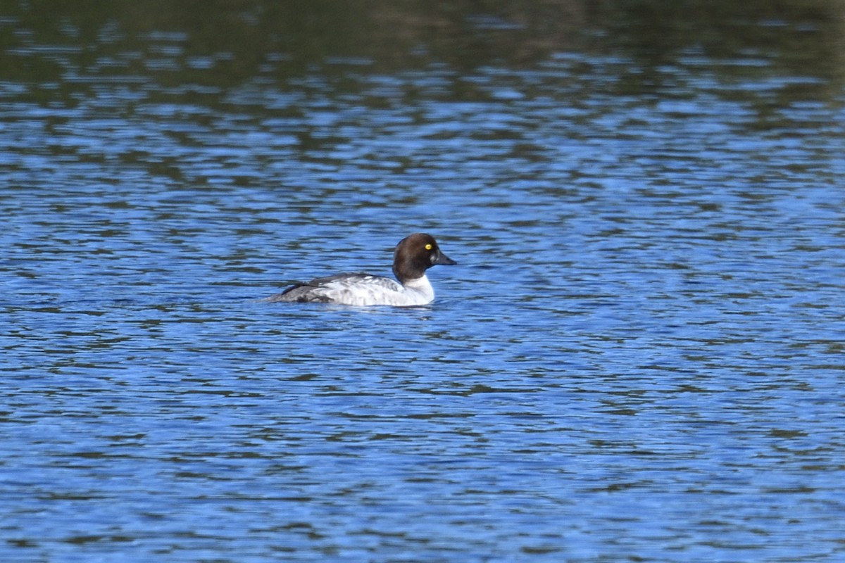 Гоголь - ML647282909