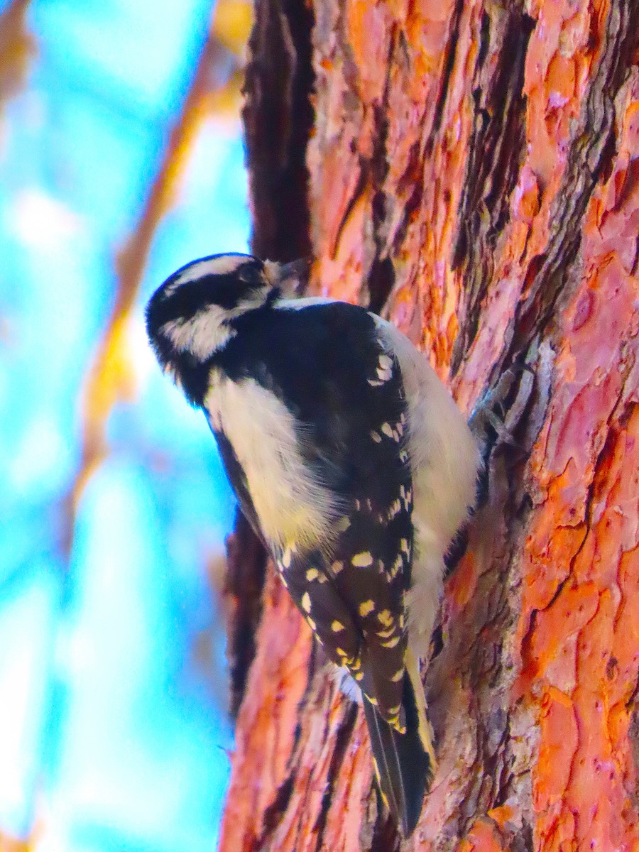 Downy Woodpecker - ML647282925