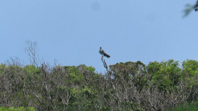 American Goshawk - ML647282927