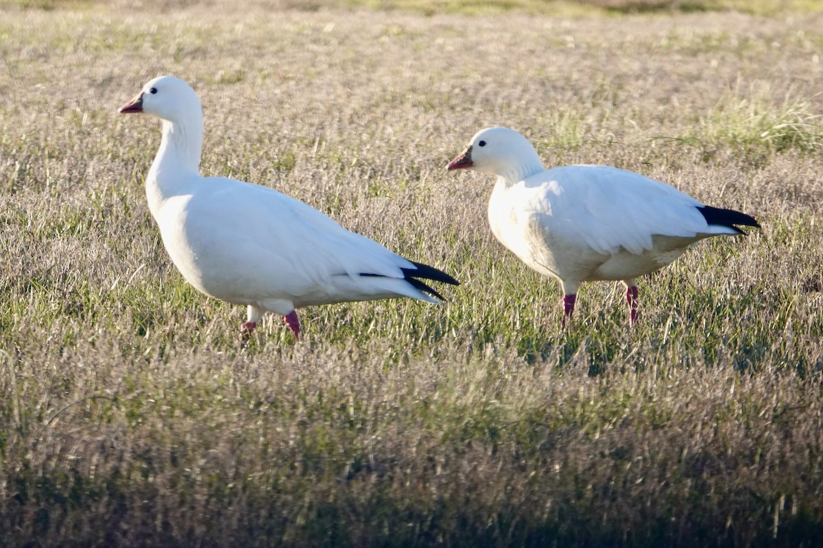 Гусь Росса - ML647282940