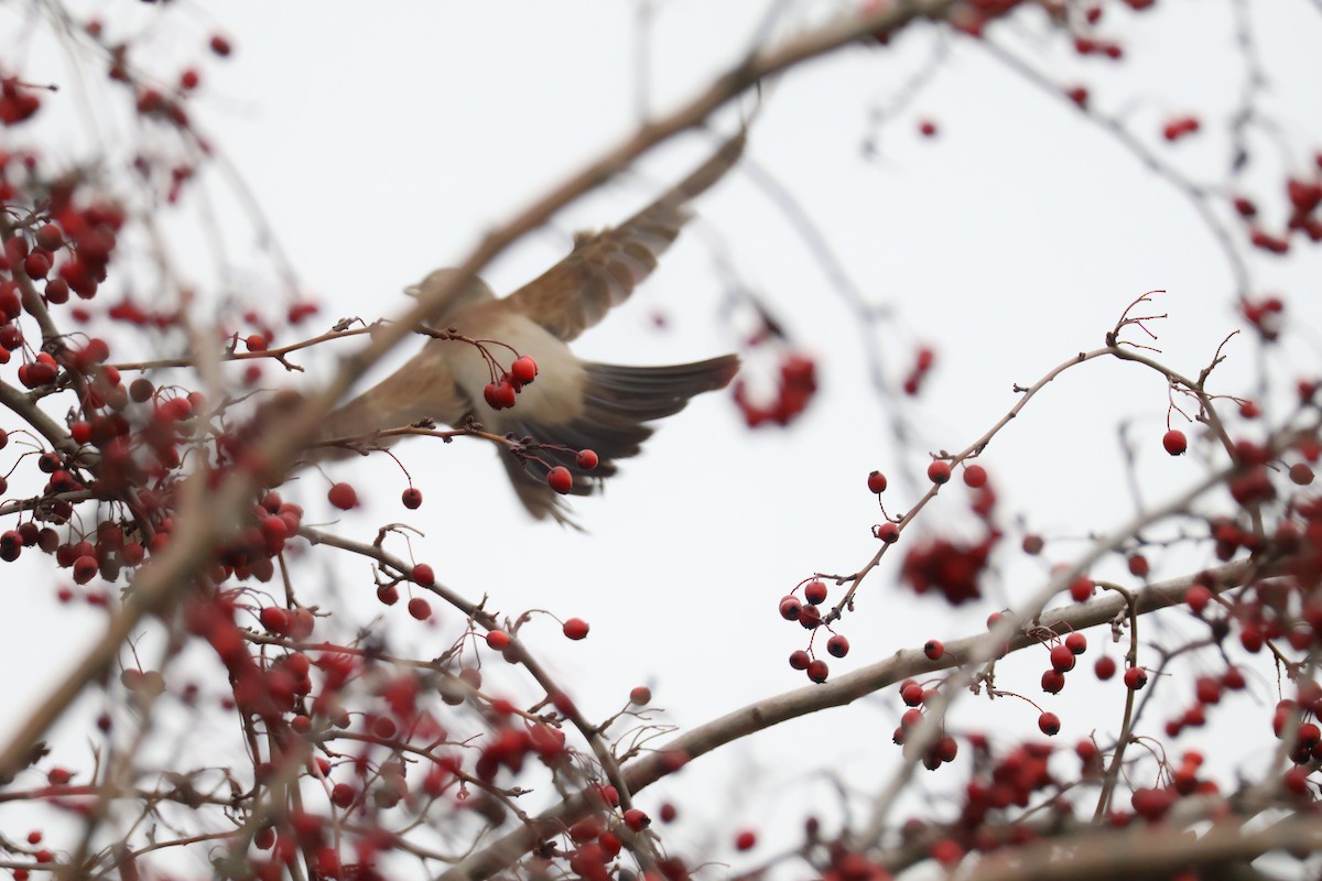 Fieldfare - ML647282941