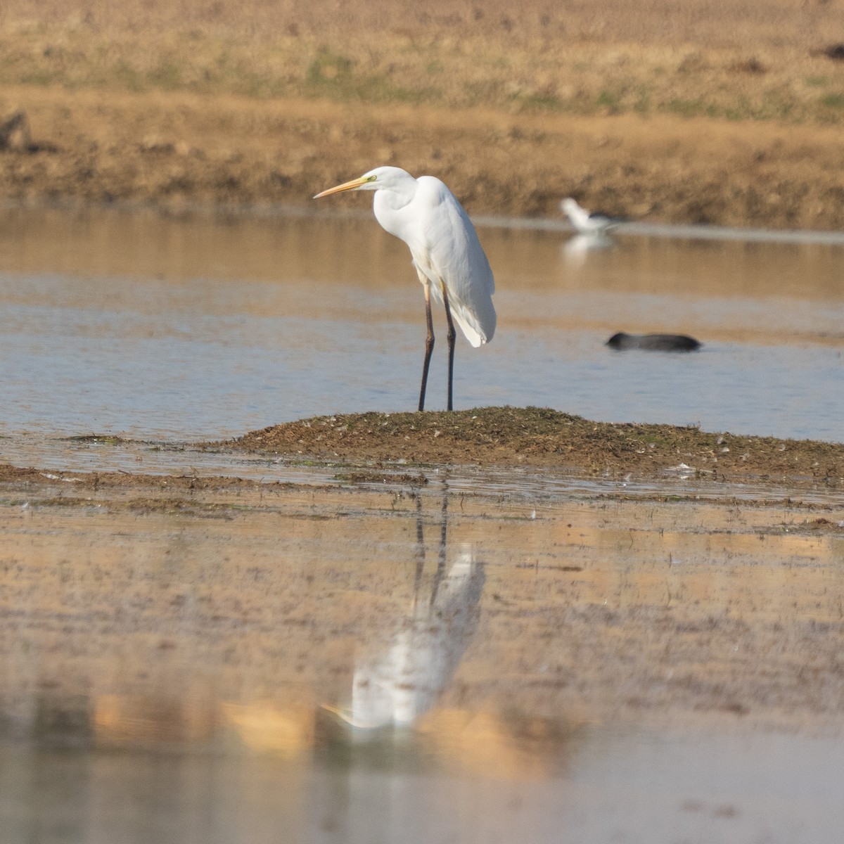 Great Egret - ML647282942