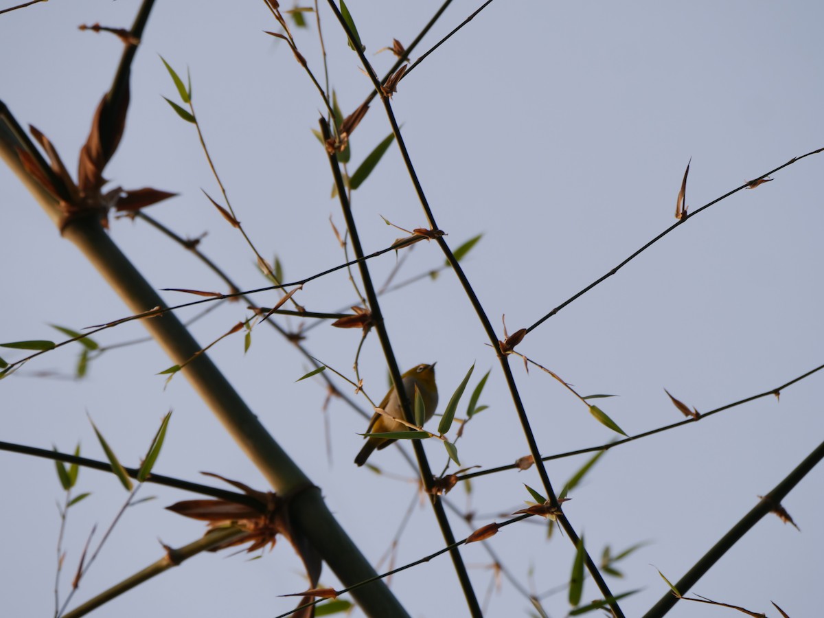 Indian White-eye - ML647282943
