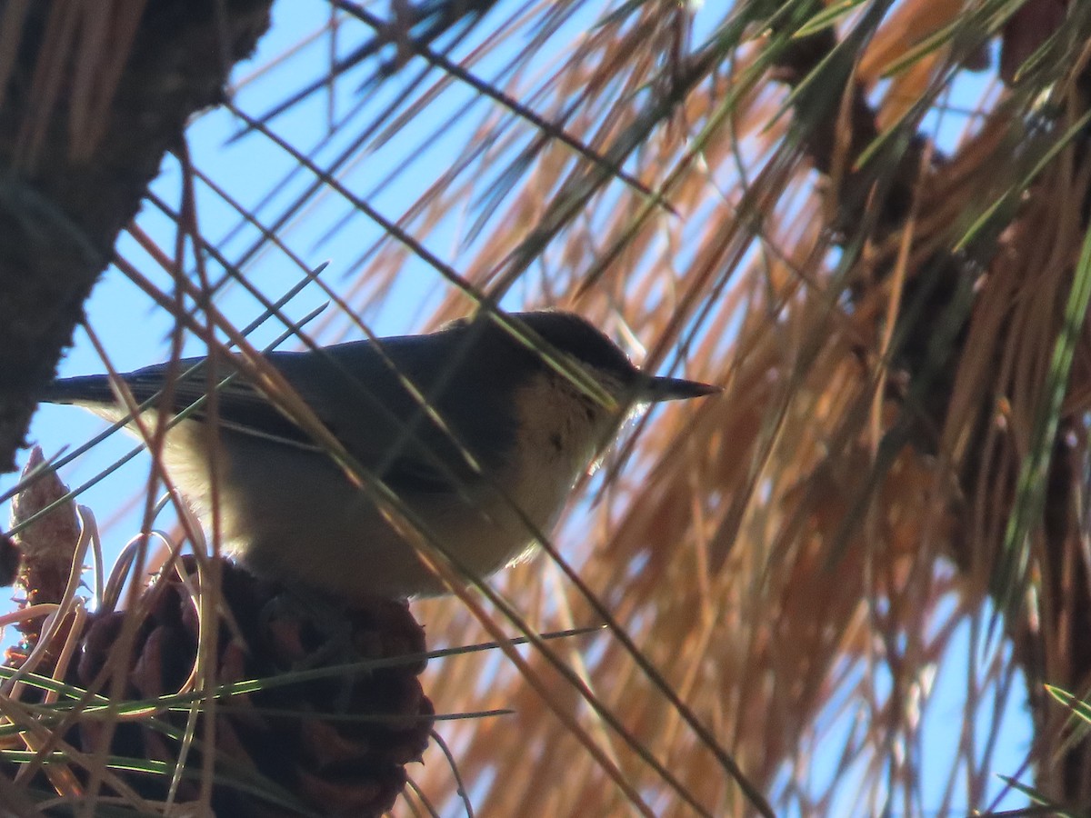 Pygmy Nuthatch - ML647282944