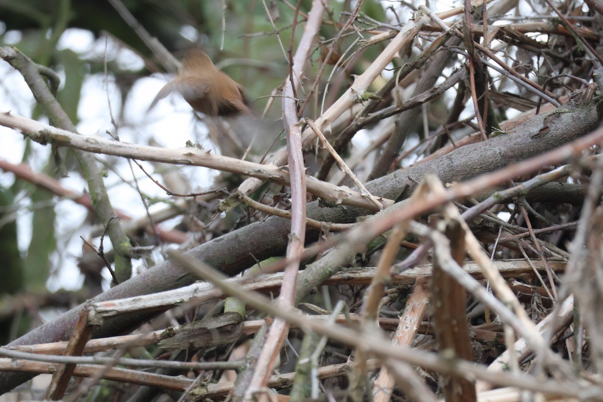 Eurasian Wren - ML647282945